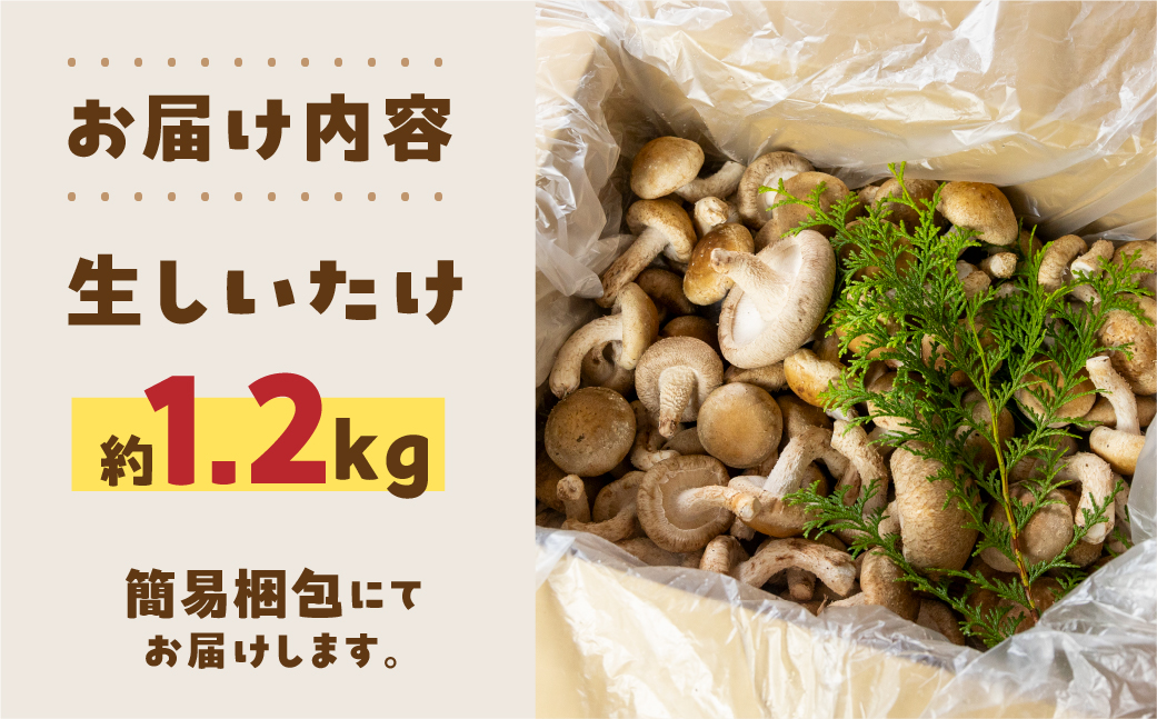 訳あり 生しいたけ 約 1.2kg 大容量 サイズ 混合 不揃い おまかせ 簡易梱包 のため 訳あり 訳アリ BBQ 春 夏 秋 冬 野菜 栽培期間中 農薬不使用 岐阜県産 本巣市 国産 きのこ キノコ シイタケ 産地直送 新鮮 数量限定 冷蔵 まるごと家 [mt1622]