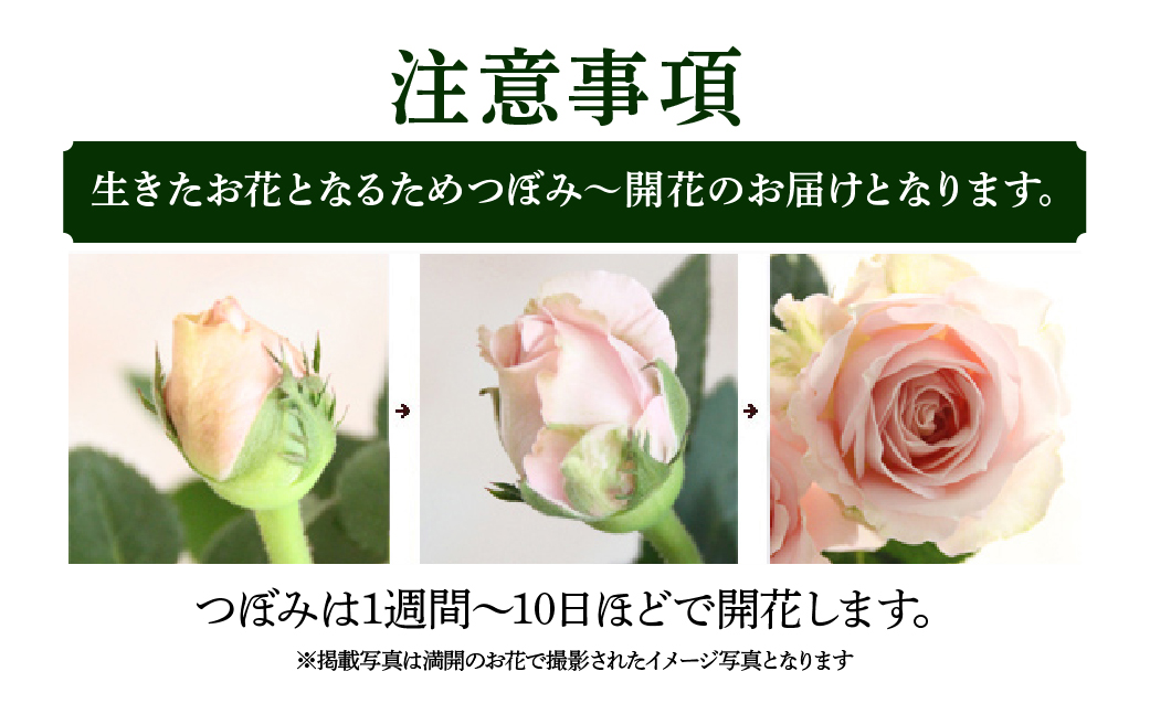 【母の日】ミニバラ 花鉢 6号 プリンセス・オブ・インフィニティ 産地直送 [5月7日～10日 お届け] 四季咲き 花 ガーデニング 生産量 日本一 天皇杯 ※沖縄 離島配送不可 薔薇 セントラルローズ [mt1899] 20000円 2万