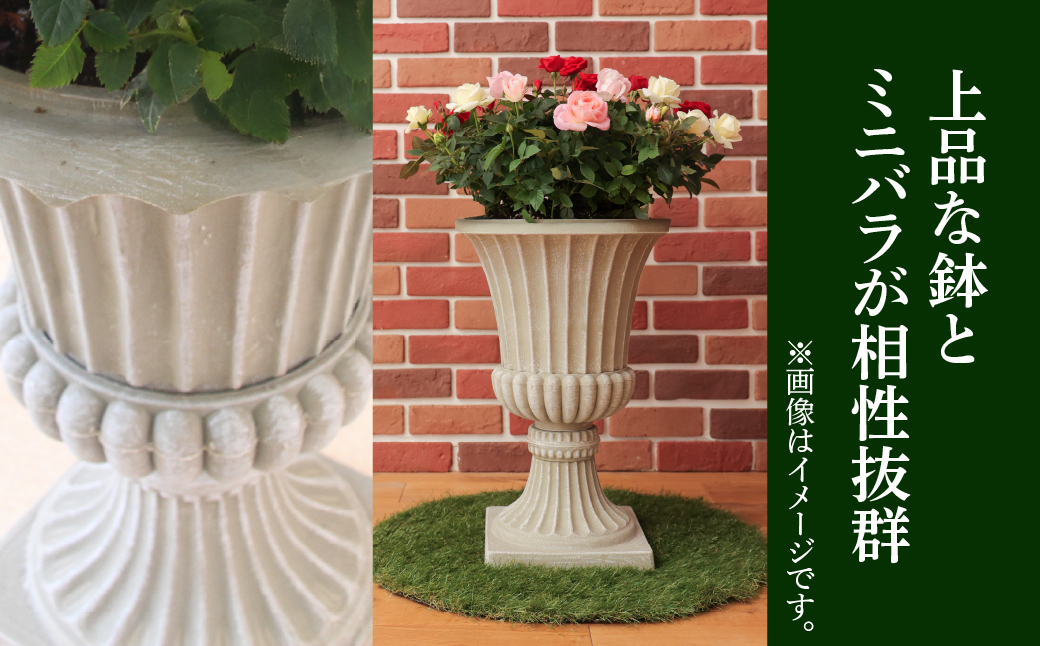 産地直送 ミニバラ トロフィーカップ（小） くっきり（濃いMIX） [11月～4月 お届け] 品種 おまかせ のため 訳あり 訳アリ 四季咲き ミニバラ 花 ガーデニング 生産量 日本一 天皇杯 鉢植 ※沖縄 離島配送不可 薔薇 セントラルローズ [mt1901_koi] 40000円 4万