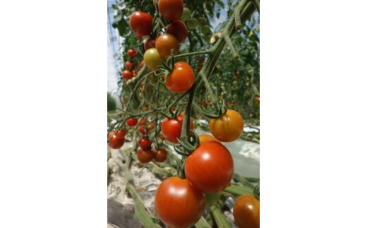 100%トマトジュース 3本セット「大熊さん家のとまと」[0481]