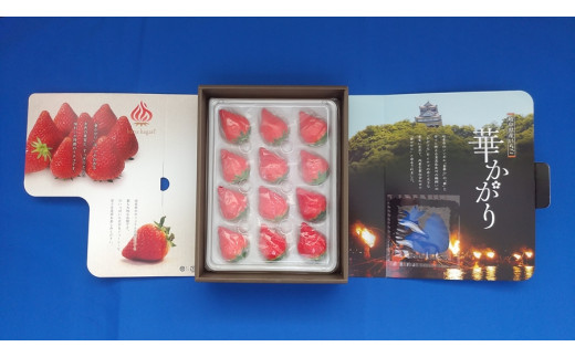 [先行予約] 岐阜のおおきないちご「華かがり」12月上旬～3月下旬に配送｜苺 イチゴ 果物 フルーツ [0815]