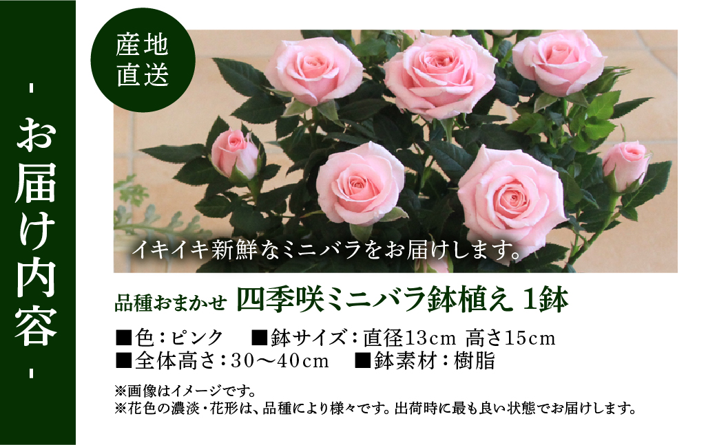【母の日】ミニバラ ピンク 鉢植え レース柄 産地直送 品種おまかせ のため 訳あり [5月7日～10日 お届け] 四季咲き 花 ガーデニング 生産量 日本一 天皇杯 ※沖縄 離島配送不可 薔薇 セントラルローズ [mt1896pink] 10000円 1万