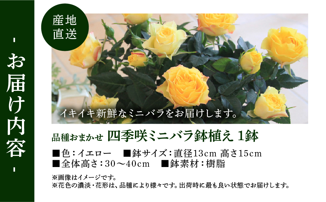 【母の日】ミニバラ イエロー 鉢植え レース柄 産地直送 品種おまかせ のため 訳あり [5月7日～10日 お届け] 四季咲き 花 ガーデニング 生産量 日本一 天皇杯 ※沖縄 離島配送不可 薔薇 セントラルローズ [mt1896yellow] 10000円 1万