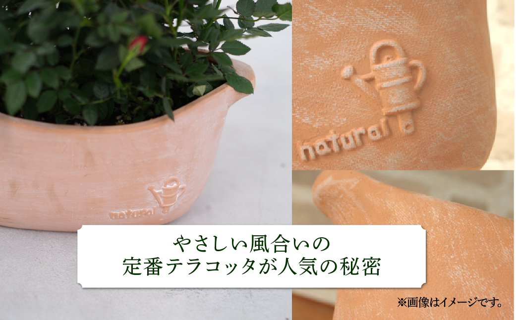 【母の日】 ミニバラ イエロー 鉢植え デイリーローズ 産地直送 品種おまかせ のため 訳あり [5月7日～10日 お届け] 四季咲き 花 ガーデニング 生産量 日本一 天皇杯 沖縄 離島配送不可 薔薇 セントラルローズ [mt1898yellow] 25000円