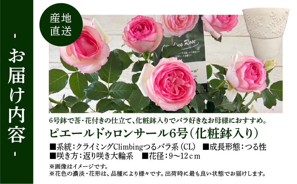 【母の日】バラ 花鉢 6号 ピエール・ドゥロンサール 産地直送 [5月7日～10日 お届け] 四季咲き 花 ガーデニング 生産量 日本一 天皇杯 ※沖縄 離島配送不可 薔薇 セントラルローズ [mt1900] 25000円