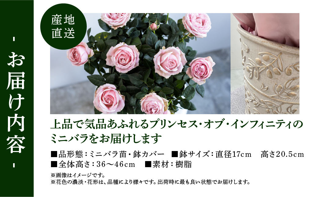 【母の日】ミニバラ 花鉢 6号 プリンセス・オブ・インフィニティ 産地直送 [5月7日～10日 お届け] 四季咲き 花 ガーデニング 生産量 日本一 天皇杯 ※沖縄 離島配送不可 薔薇 セントラルローズ [mt1899] 20000円 2万