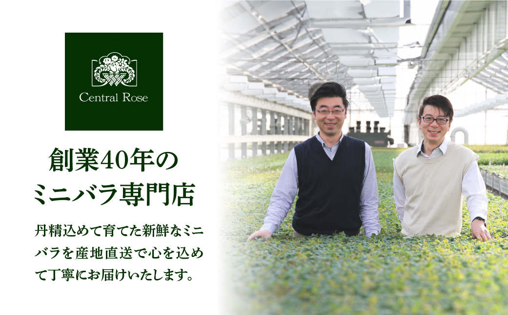 【母の日】バラ 花鉢 6号 ピエール・ドゥロンサール 産地直送 [5月7日～10日 お届け] 四季咲き 花 ガーデニング 生産量 日本一 天皇杯 ※沖縄 離島配送不可 薔薇 セントラルローズ [mt1900] 25000円