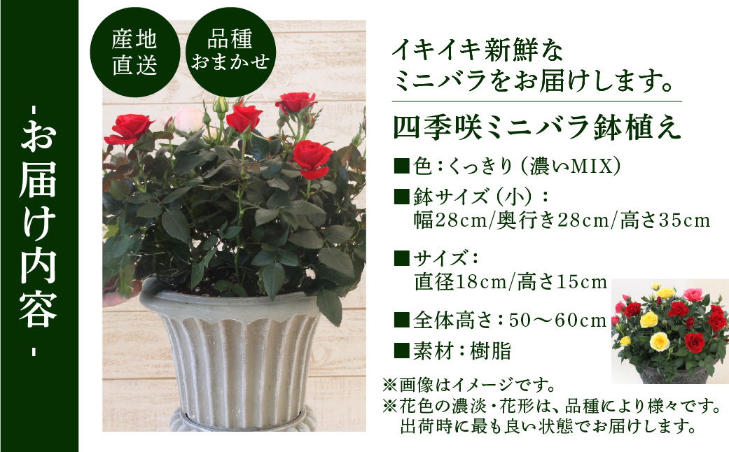 産地直送 ミニバラ トロフィーカップ（小） くっきり（濃いMIX） [11月～4月 お届け] 品種 おまかせ のため 訳あり 訳アリ 四季咲き ミニバラ 花 ガーデニング 生産量 日本一 天皇杯 鉢植 ※沖縄 離島配送不可 薔薇 セントラルローズ [mt1901_koi] 40000円 4万