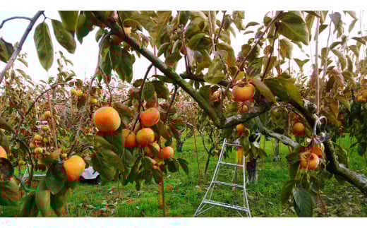 [先行予約]《柿の王様》加藤果樹園の富有柿Lサイズ14個入り 11月上旬～12月上旬発送予定 [1039]