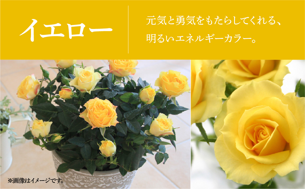 【母の日】ミニバラ イエロー 鉢植え レース柄 産地直送 品種おまかせ のため 訳あり [5月7日～10日 お届け] 四季咲き 花 ガーデニング 生産量 日本一 天皇杯 ※沖縄 離島配送不可 薔薇 セントラルローズ [mt1896yellow] 10000円 1万