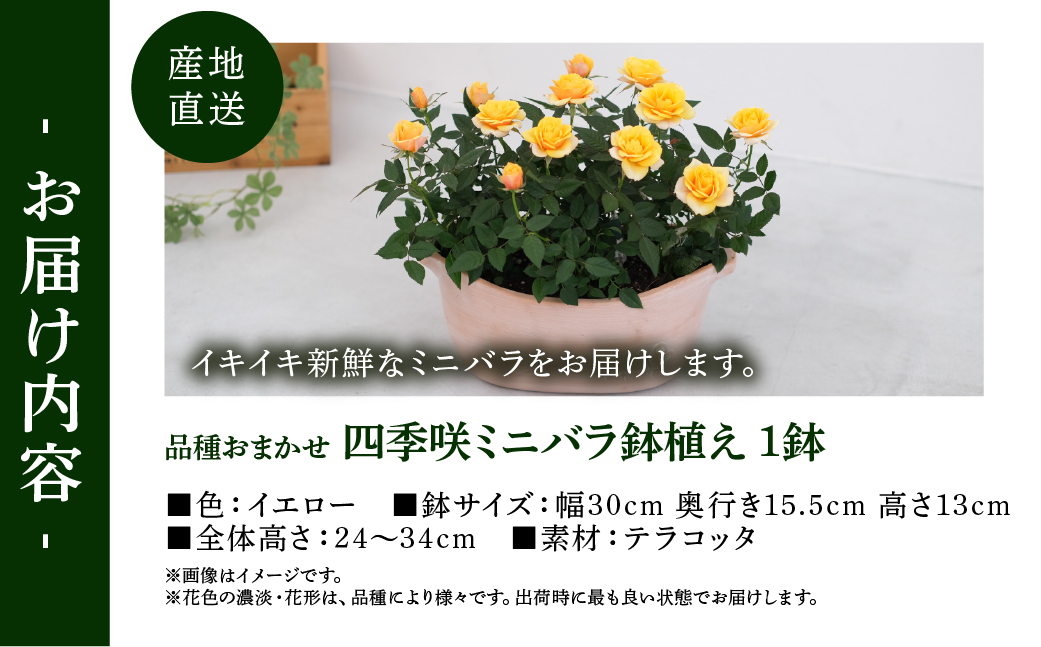 【母の日】 ミニバラ イエロー 鉢植え デイリーローズ 産地直送 品種おまかせ のため 訳あり [5月7日～10日 お届け] 四季咲き 花 ガーデニング 生産量 日本一 天皇杯 沖縄 離島配送不可 薔薇 セントラルローズ [mt1898yellow] 25000円