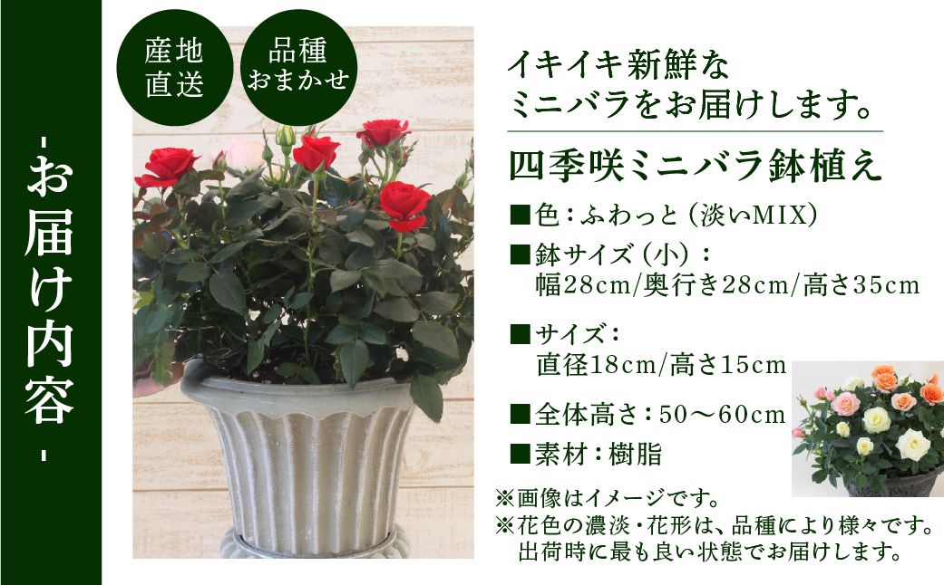 産地直送 ミニバラ トロフィーカップ（小） ふんわり（淡いMIX） [11月～4月 お届け] 品種 おまかせ のため 訳あり 訳アリ 四季咲き ミニバラ 花 ガーデニング 生産量 日本一 天皇杯 鉢植 ※沖縄 離島配送不可 薔薇 セントラルローズ [mt1901] 40000円 4万