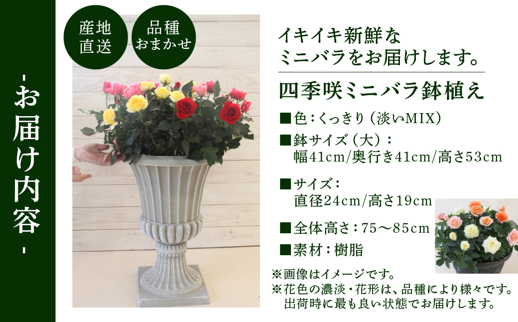 産地直送 ミニバラ トロフィーカップ（大） ふんわり（淡いMIX） [11月～4月 お届け] 品種 おまかせ のため 訳あり 訳アリ 四季咲き ミニバラ 花 ガーデニング 生産量 日本一 天皇杯 鉢植 ※沖縄 離島配送不可 薔薇 セントラルローズ [mt1903_awai] 100000円 10万