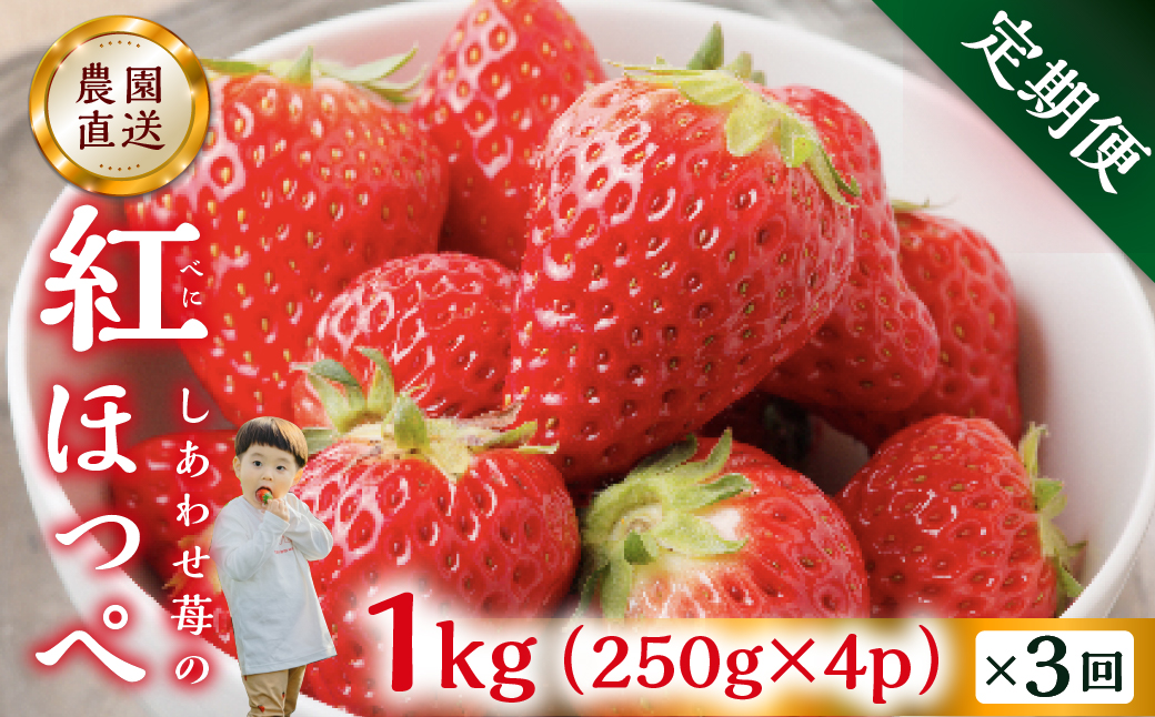 【定期便3回】自宅用 いちご 紅ほっぺ 1kg (250g × 4p ）3か月 3回 [mt1307_25]｜フルーツ 果物 スイーツ 苺 いちご イチゴ しあわせ苺 サイズ バラバラ 訳あり 訳アリ 含む 農園直送 送料無料 人気 苺 国産 岐阜県 本巣市 2026年 先行予約 45000円