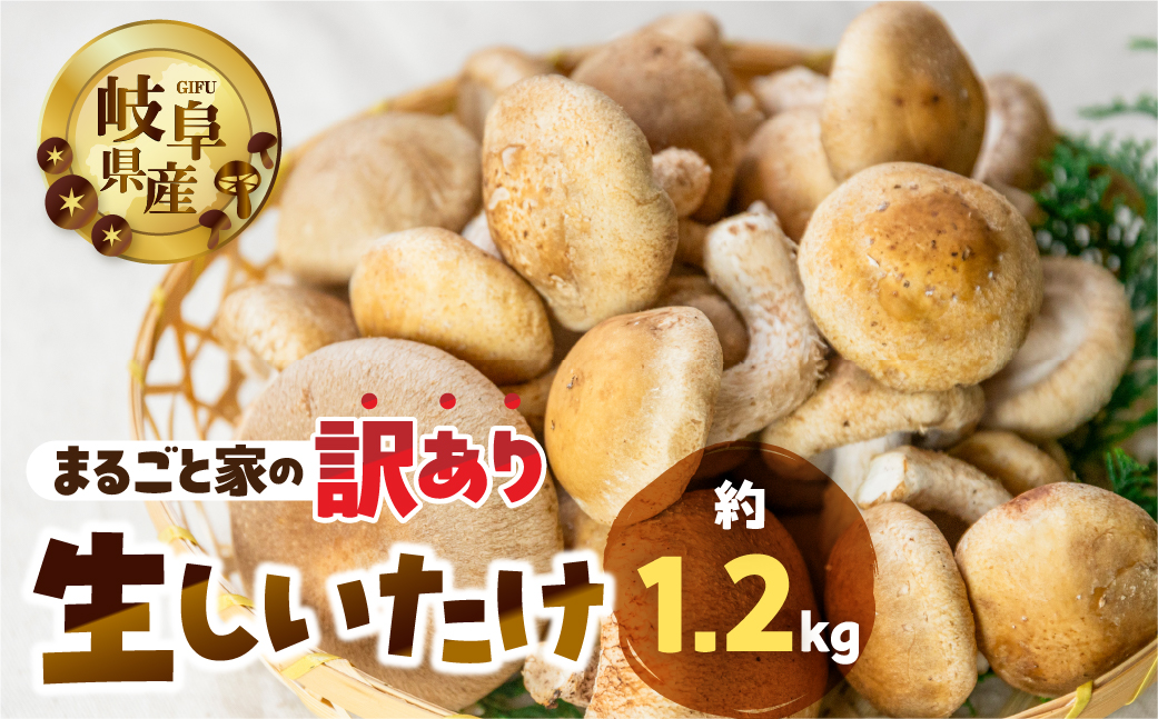 訳あり 生しいたけ 約 1.2kg 大容量 サイズ 混合 不揃い おまかせ 簡易梱包 のため 訳あり 訳アリ BBQ 春 夏 秋 冬 野菜 栽培期間中 農薬不使用 岐阜県産 本巣市 国産 きのこ キノコ シイタケ 産地直送 新鮮 数量限定 冷蔵 まるごと家 [mt1622]