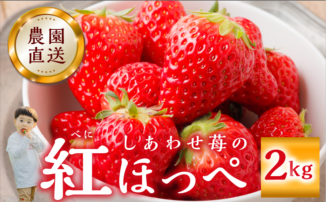 【2026年1月以降発送】 自宅用 いちご 紅ほっぺ 2kg (1kg × 2セット) [しあわせ苺] サイズ バラバラ 訳あり 訳アリ 農園直送 フルーツ 果物 苺 イチゴ 子ども 大人 人気 小分け 簡易梱包 家庭用 産地直送 先行予約 岐阜 期間限定