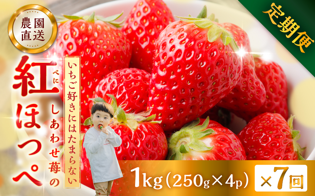 【プレミアム 定期便 全7回】【2027年1月より発送開始】自宅用 いちご 紅ほっぺ 1kg (250g × 4p ）7か月 7回｜フルーツ 果物 スイーツ 苺 いちご イチゴ しあわせ苺 サイズ バラバラ 訳あり 訳アリ 含む 農園直送 送料無料 人気 苺 国産 岐阜県 本巣市 2027年 先行予約 [mt1800_26] family農園watanabe