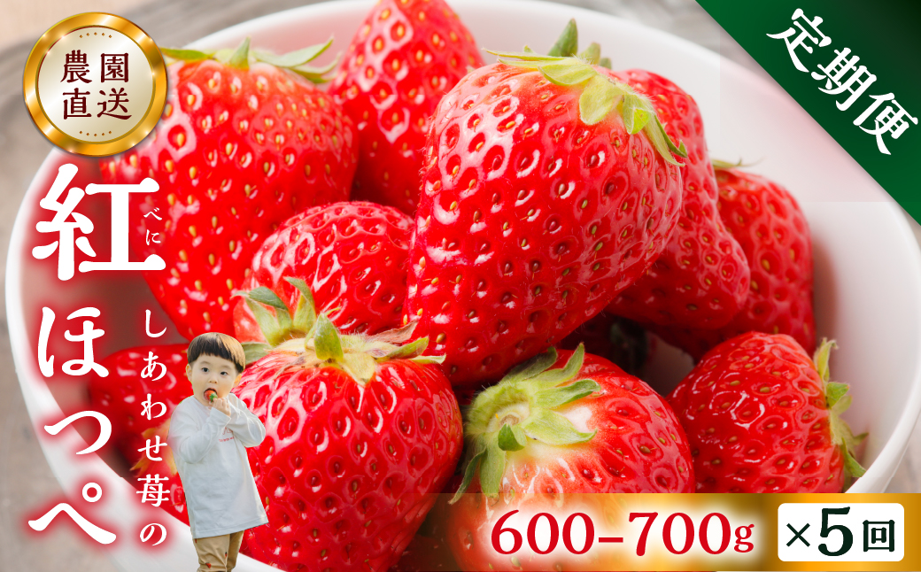 【定期便5回】【2026年1月以降発送開始】自宅用 いちご 紅ほっぺ 600-700g ×5回 [しあわせ苺] サイズ バラバラ 訳あり 訳アリ 農園直送｜フルーツ スイーツ 苺 イチゴ 人気 簡易梱包 家庭用 産地直送 いちご こだわりの 甘さ 岐阜県 本巣市 先行予約