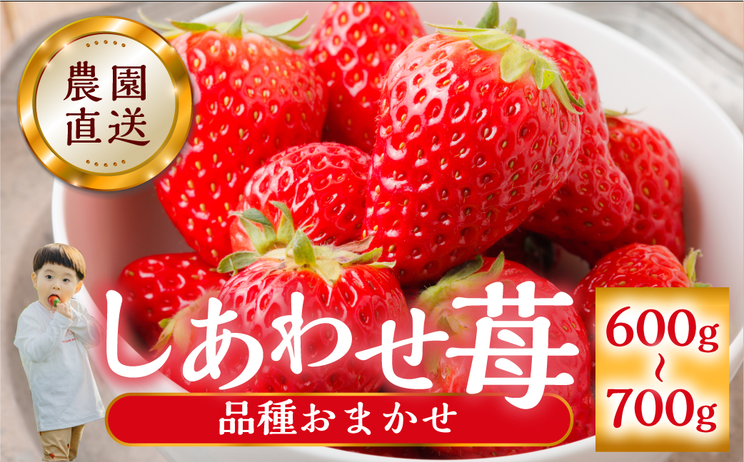 【2026年1月以降発送】 自宅用 品種おまかせ いちご 600-700g [しあわせ苺] サイズ バラバラ のため 訳あり 訳アリ 農園直送 こだわりの 甘さ フルーツ 先行予約 スイーツ 苺 イチゴ 大人 人気 簡易梱包 家庭用 産地直送 紅ほっぺ よつぼし かおり野 いちご 送料無料 岐阜県 本巣市 [mt206] family農園watanabe