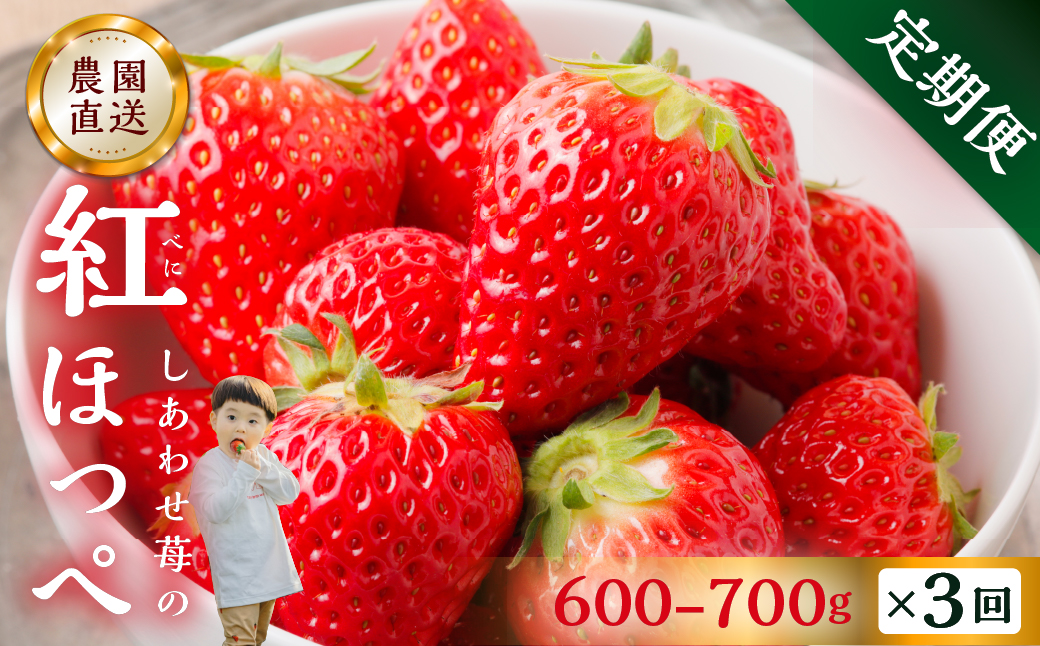 【定期便3回】【2026年1月以降発送開始】自宅用 いちご 紅ほっぺ 600-700g ×3回 [しあわせ苺] サイズ バラバラ 訳あり 訳アリ 農園直送｜フルーツ スイーツ 苺 イチゴ 人気 簡易梱包 家庭用 産地直送 いちご こだわりの 甘さ 岐阜県 本巣市 先行予約 [mt208]