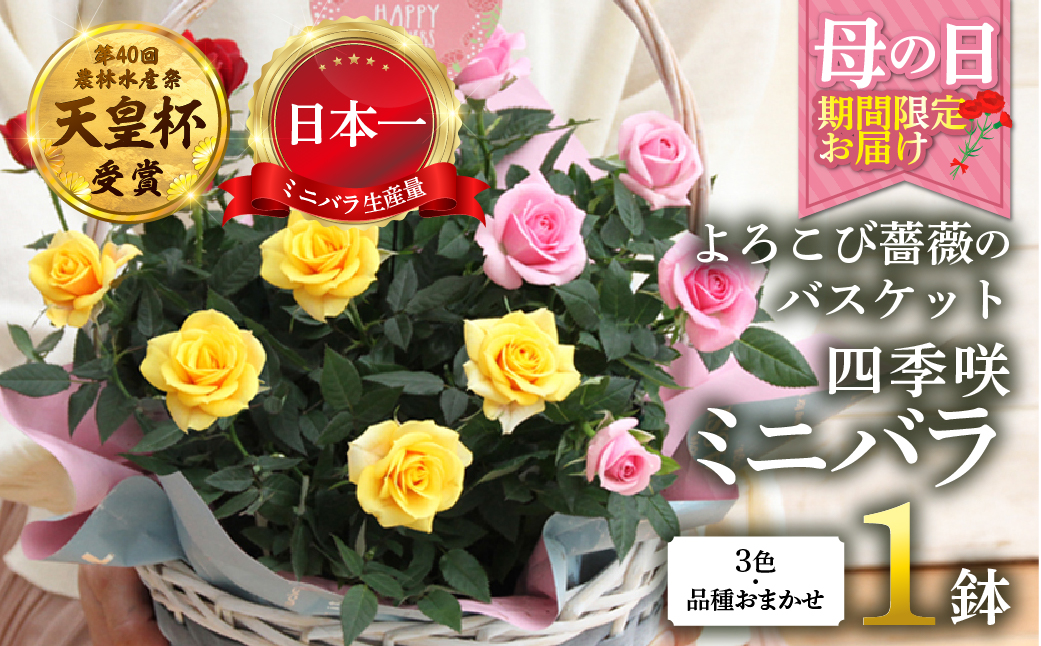 【母の日】ミニバラ バスケット よろこび 産地直送 花色 品種おまかせ のため 訳あり [5月7日～10日 お届け] 四季咲き 花 レッド ピンク イエロー ガーデニング 生産量 日本一 天皇杯 ※沖縄 離島配送不可 薔薇 セントラルローズ [mt1897] 15000円
