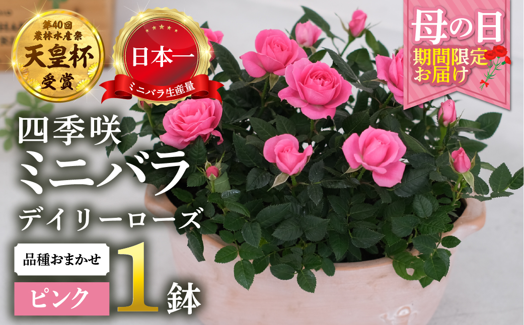 【母の日】 ミニバラ ピンク 鉢植え デイリーローズ 産地直送 品種おまかせ のため 訳あり [5月7日～10日 お届け] 四季咲き 花 ガーデニング 生産量 日本一 天皇杯 沖縄 離島配送不可 薔薇 セントラルローズ [mt1898pink] 25000円