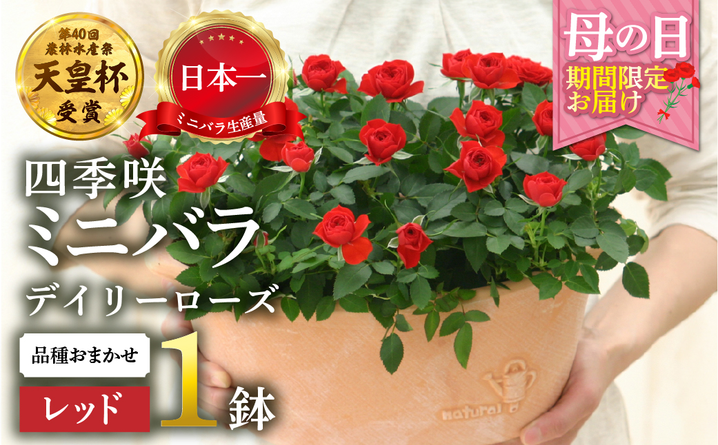 【母の日】ミニバラ レッド  鉢植え デイリーローズ 産地直送 品種おまかせ のため 訳あり [5月7日～10日 お届け] 四季咲き 花 ガーデニング 生産量 日本一 天皇杯 沖縄 離島配送不可 薔薇 セントラルローズ [mt1898red] 25000円