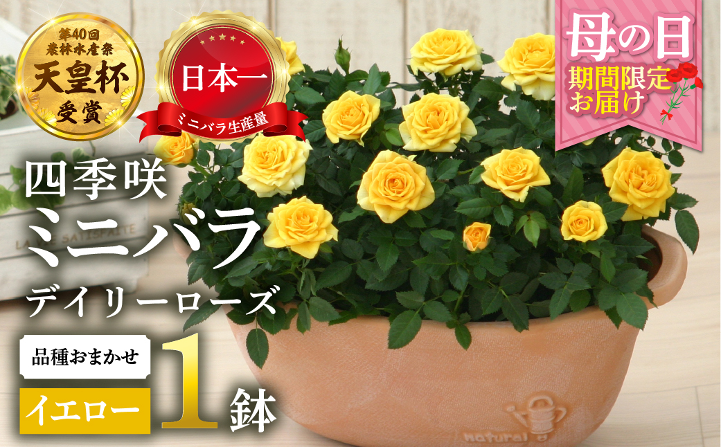 【母の日】 ミニバラ イエロー 鉢植え デイリーローズ 産地直送 品種おまかせ のため 訳あり [5月7日～10日 お届け] 四季咲き 花 ガーデニング 生産量 日本一 天皇杯 沖縄 離島配送不可 薔薇 セントラルローズ [mt1898yellow] 25000円