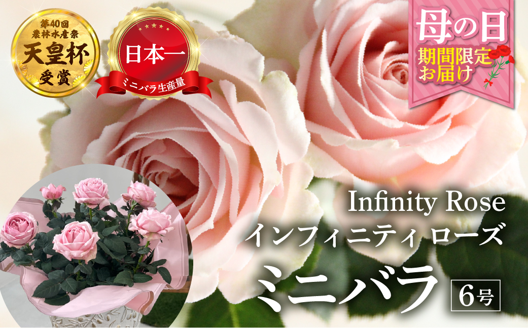 【母の日】ミニバラ 花鉢 6号 プリンセス・オブ・インフィニティ 産地直送 [5月7日～10日 お届け] 四季咲き 花 ガーデニング 生産量 日本一 天皇杯 ※沖縄 離島配送不可 薔薇 セントラルローズ [mt1899] 20000円 2万