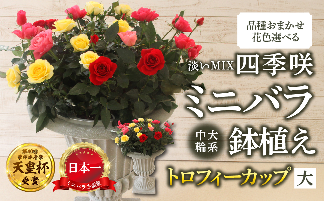 産地直送 ミニバラ トロフィーカップ（大） ふんわり（淡いMIX） [11月～4月 お届け] 品種 おまかせ のため 訳あり 訳アリ 四季咲き ミニバラ 花 ガーデニング 生産量 日本一 天皇杯 鉢植 ※沖縄 離島配送不可 薔薇 セントラルローズ [mt1903_awai] 100000円 10万