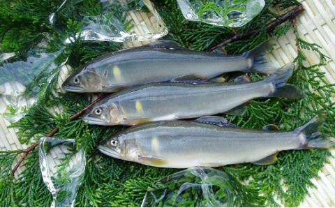 予約受付【令和8年】 (2026年5月から順次発送)  馬瀬川上流鮎年釣証 1枚 釣り 釣り券 あゆ アユ 鮎 釣券 釣り 下呂市 2026年【36-1】 馬瀬川上流鮎年釣証