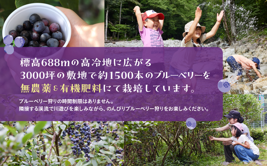 【食べ放題】ブルーベリー狩り体験チケット（大人 1枚）中学生以上 ブルーベリー 摘み取り 体験 ブルーベリー狩り フルーツ狩り 時間 無制限 下呂市【106-1】 ブルーベリー狩りチケット（大人 1枚）