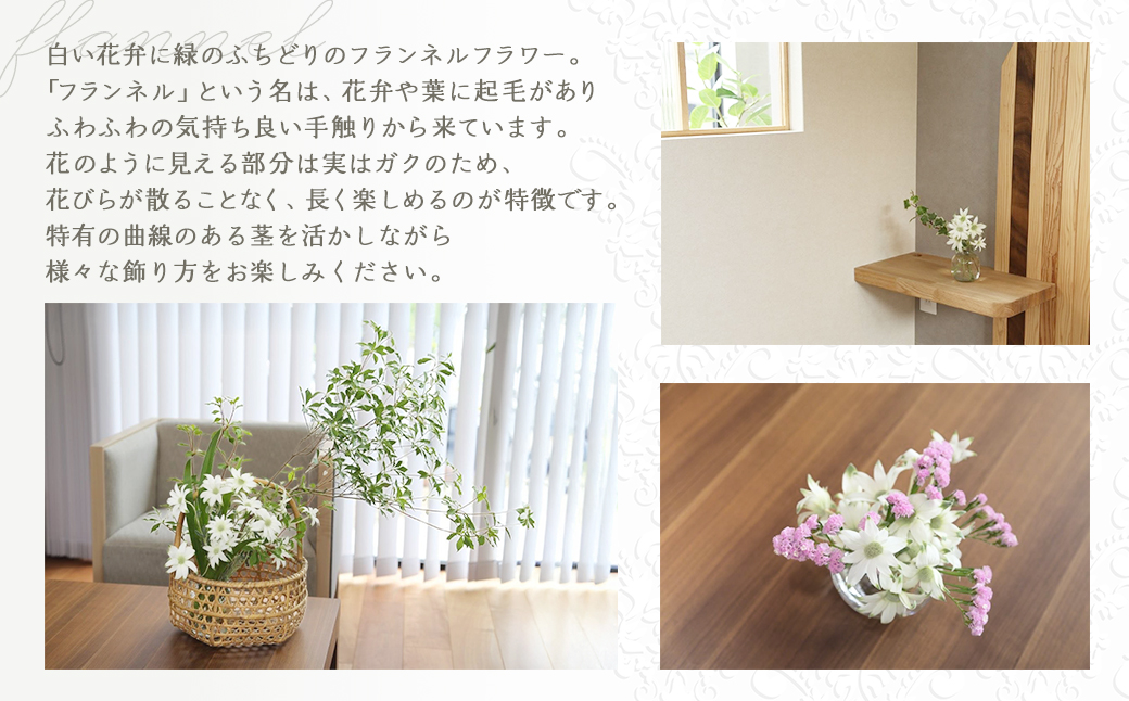 先行予約【2026年1月配送】フランネルフラワー（切り花）花束 1束（60輪）約30本 プレゼント 下呂市 岐阜県 生花 馬瀬 ネイティブフラワー【114-1【1】】 【2026年1月配送】