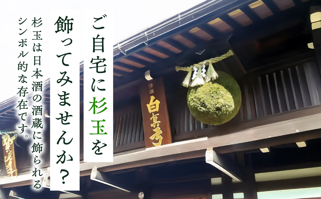 日本酒ライフに彩りを！杉玉直径40㎝。自宅やお店のインテリアに【67-2】