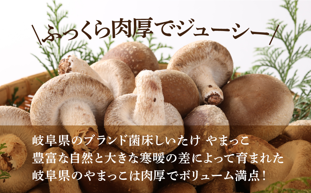 【期間限定】菌床生椎茸　詰め合わせ 1.2kg  しいたけ シイタケ 生しいたけ 下呂温泉【71-3】