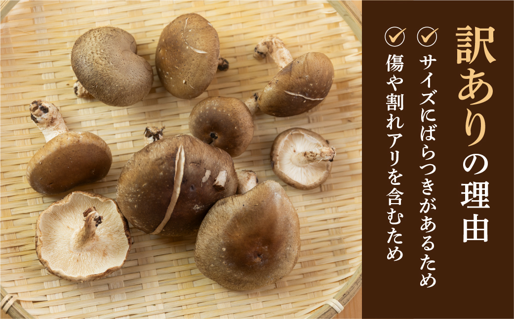 訳あり 不揃い【期間限定】菌床生椎茸　詰め合わせ 2kg（大・小・形 混合）生椎茸 規格外 訳アリ ふぞろい しいたけ シイタケ 生しいたけ 下呂温泉【71-6】