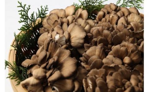 飛騨舞茸と佃煮のセット(飛騨舞茸 600g ・舞茸の佃煮 600g（100g×6袋））マイタケ まいたけ【60-1】 舞茸 600g＆佃煮