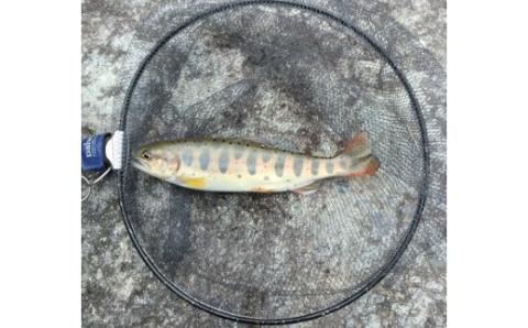 予約受付【令和8年】 (2026年2月から順次発送) 益田川雑魚年券 1枚 渓流釣り 釣り券 釣り つり 下呂市 つり券 あまご いわな 2026年【35-2】 益田川雑魚年券