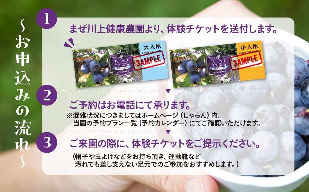 【食べ放題】ブルーベリー狩り体験チケット（大人 1枚）中学生以上 ブルーベリー 摘み取り 体験 ブルーベリー狩り フルーツ狩り 時間 無制限 下呂市【106-1】 ブルーベリー狩りチケット（大人 1枚）