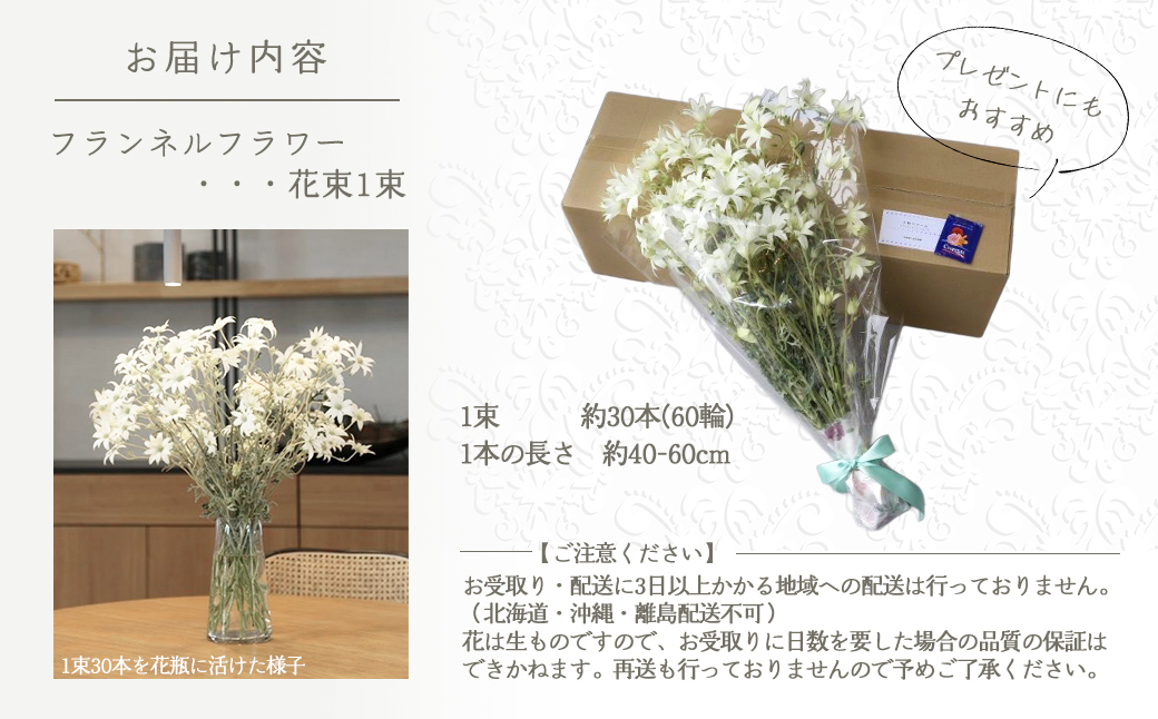 先行予約【2026年1月配送】フランネルフラワー（切り花）花束 1束（60輪）約30本 プレゼント 下呂市 岐阜県 生花 馬瀬 ネイティブフラワー【114-1【1】】 【2026年1月配送】