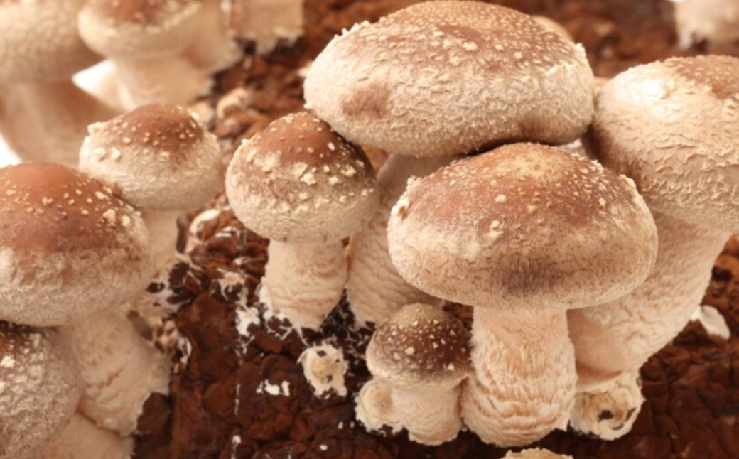  菌床生椎茸  詰め合せセット（4パック＋3袋）7品 　計1.3kg  生椎茸 しいたけ シイタケ 生しいたけ 下呂温泉 【大黒屋農園】【119-1】 椎茸 計1.3kg