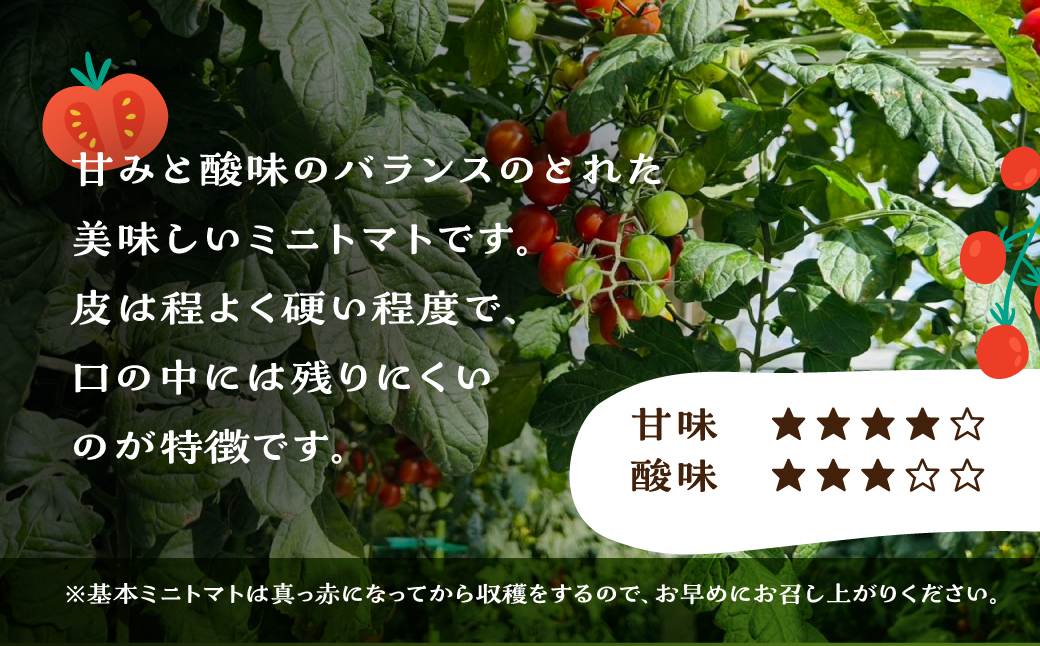 先行予約（2026年8月上旬頃から順次発送）ミニトマト（キャロルポポ） 1kg ミニトマト 夏季限定 期間限定 限定 1キロ 飛騨 下呂  とまと トマト 新鮮 国産 野菜【27-9】