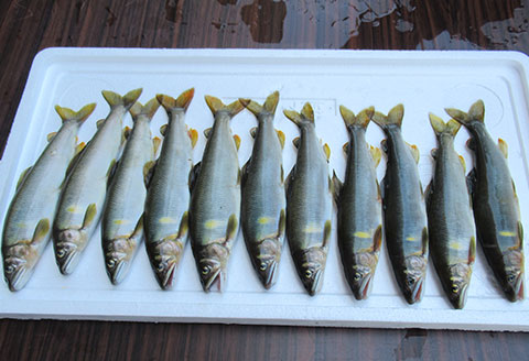 予約受付【令和8年】 (2026年5月から順次発送)「馬瀬川下流」鮎友釣年釣券 1枚【26-4】 「馬瀬川下流」鮎友釣年釣券