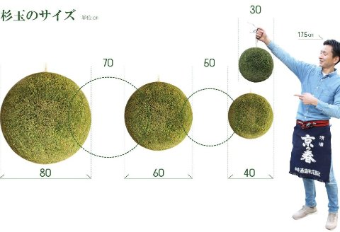 日本酒ライフに彩りを！杉玉直径40㎝。自宅やお店のインテリアに【67-2】