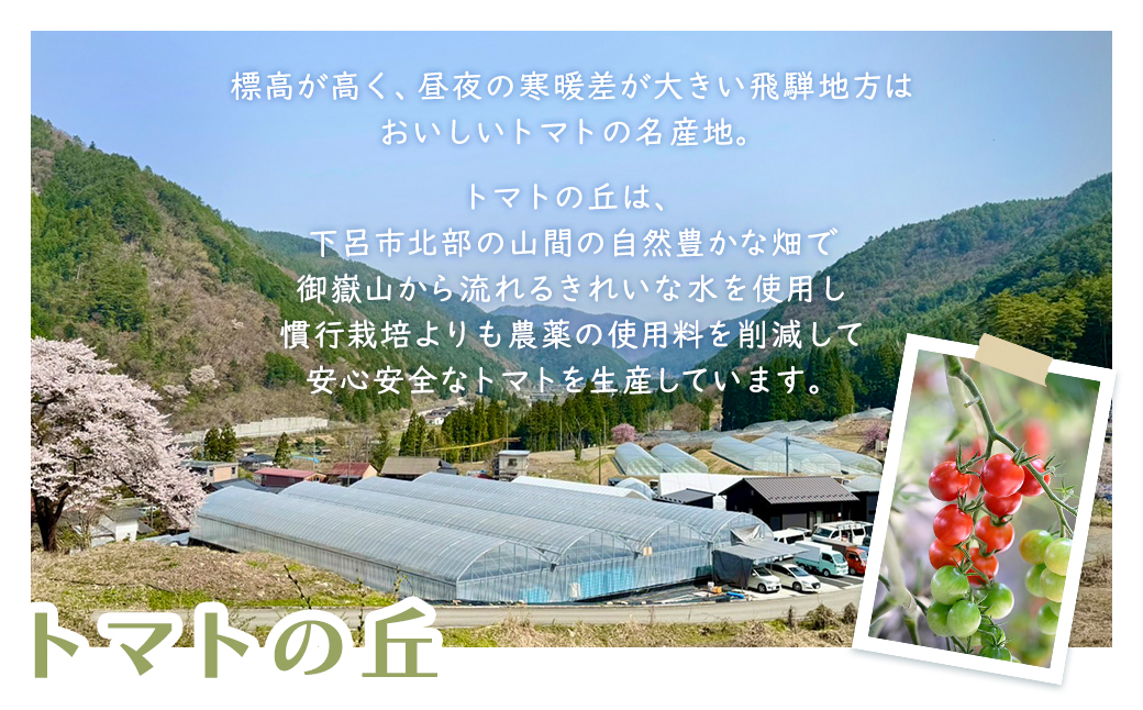 飛騨産 100％ 無添加 ミニトマトジュース180㎖  4本セット(2) 4種類  (アイコ、プチぷよ、オレンジ千果、サングリーン)（各1本）ギフト 贈り物 プチトマト ミニトマト プレゼント 贈答 とまと 飲料 野菜飲料 トマト トマトジュース 野菜ジュース  無添加 無塩 トマトの丘【113-5】 4種類   (アイコ、プチぷよ、オレンジ千果、サングリーン)