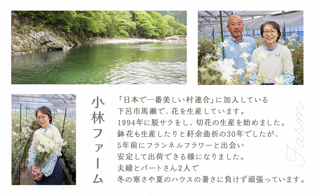 先行予約【2026年11月配送】フランネルフラワー（切り花）花束 1束（60輪）約30本 プレゼント 下呂市 岐阜県 生花 馬瀬 ネイティブフラワー【114-1【11】】 【2026年11月配送】
