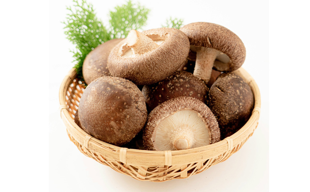  菌床生椎茸  詰め合せセット（4パック＋3袋）7品 　計1.3kg  生椎茸 しいたけ シイタケ 生しいたけ 下呂温泉 【大黒屋農園】【119-1】 椎茸 計1.3kg