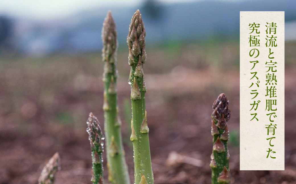 先行予約（2026年5月から順次発送）高級アスパラガス 隆至の龍 1kg（約50本入り）レギュラーサイズ アスパラ 下呂市  限定 こだわり ブランド 期間限定【大黒屋農園】【119-2】 アスパラ 1kg（約50本入り）