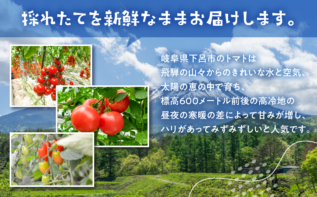 先行予約 ≪期間限定≫（2026年7月中旬頃から順次発送）産地直送！飛騨トマト 麗月大玉20玉（4kg） 下呂市 とまと トマト 新鮮【27-1】