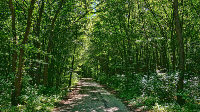 広葉樹見本帳「森の響」(広葉樹40種類のサンプル板 60×110mm（板）40枚)学び 教材 インテリア 木製 ギフト【50-1】